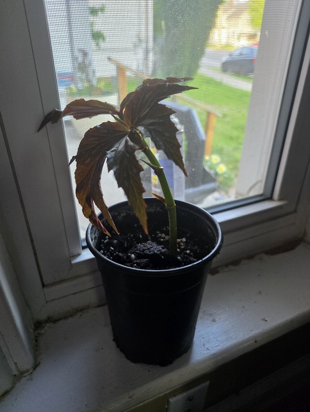 Begonia Cane "Angel Wing" Rooted Stem Cutting